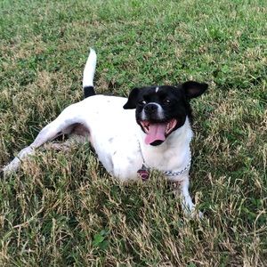 Meet your Posher, Piper